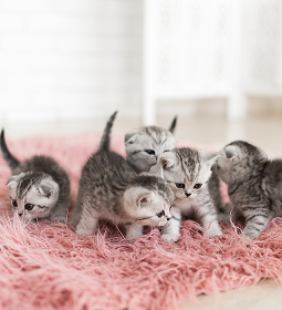 British shorthaired kittens